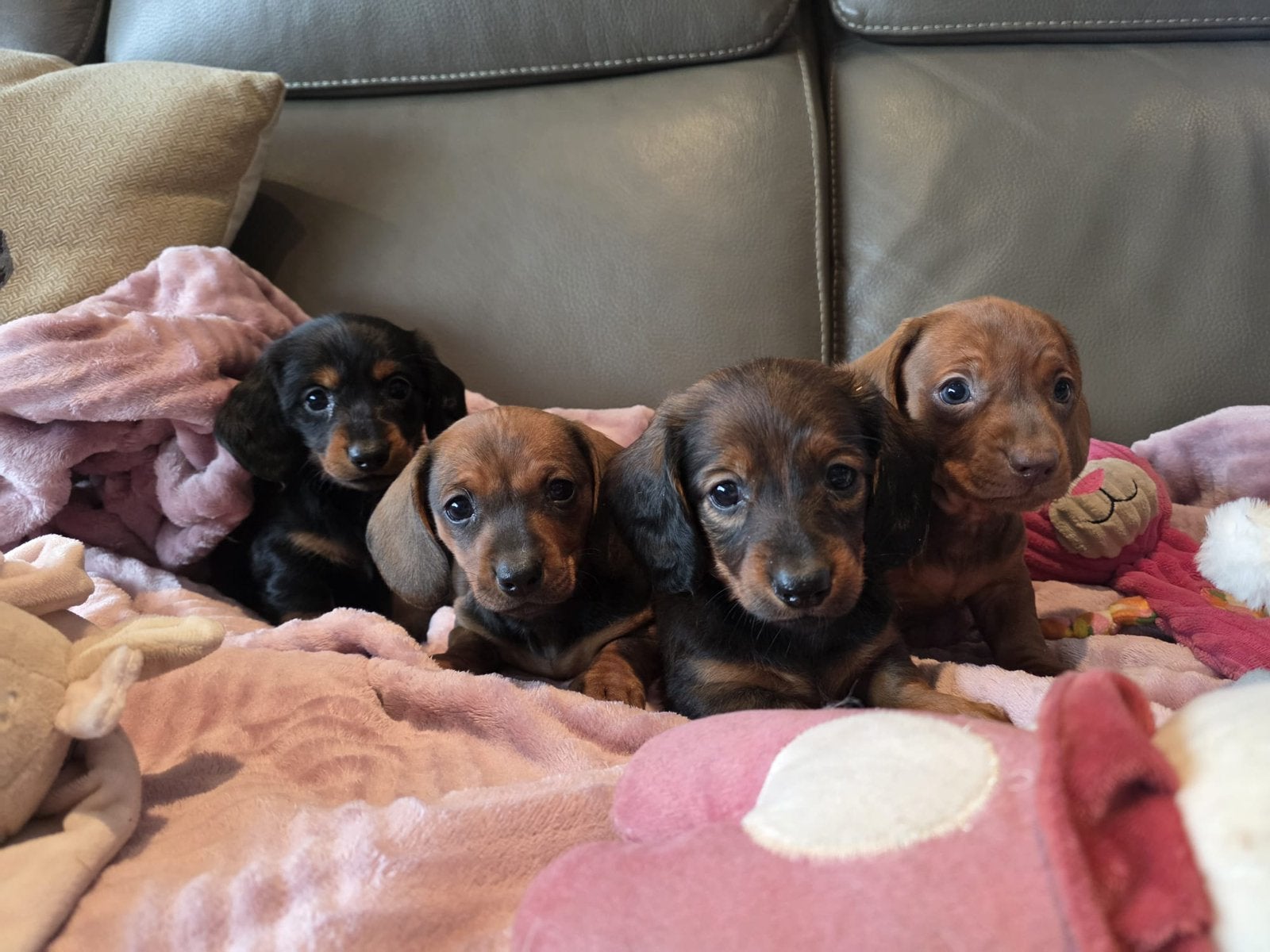 Lieve teckelpups te koop, België, Fokker | Hobbymatig, 8 tot 15 weken, Korthaar