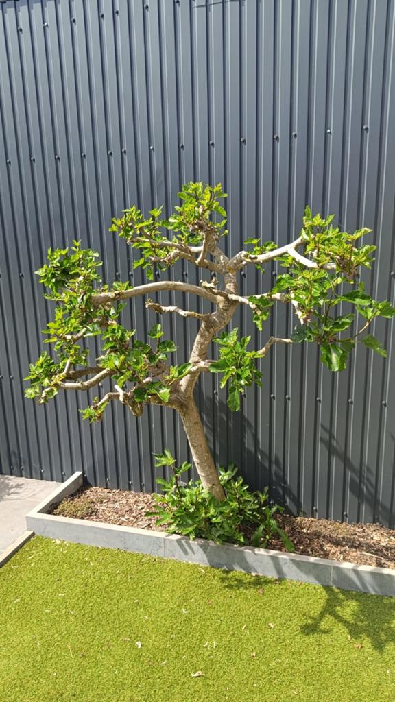 Vijgenboom - ficus carica, Enlèvement