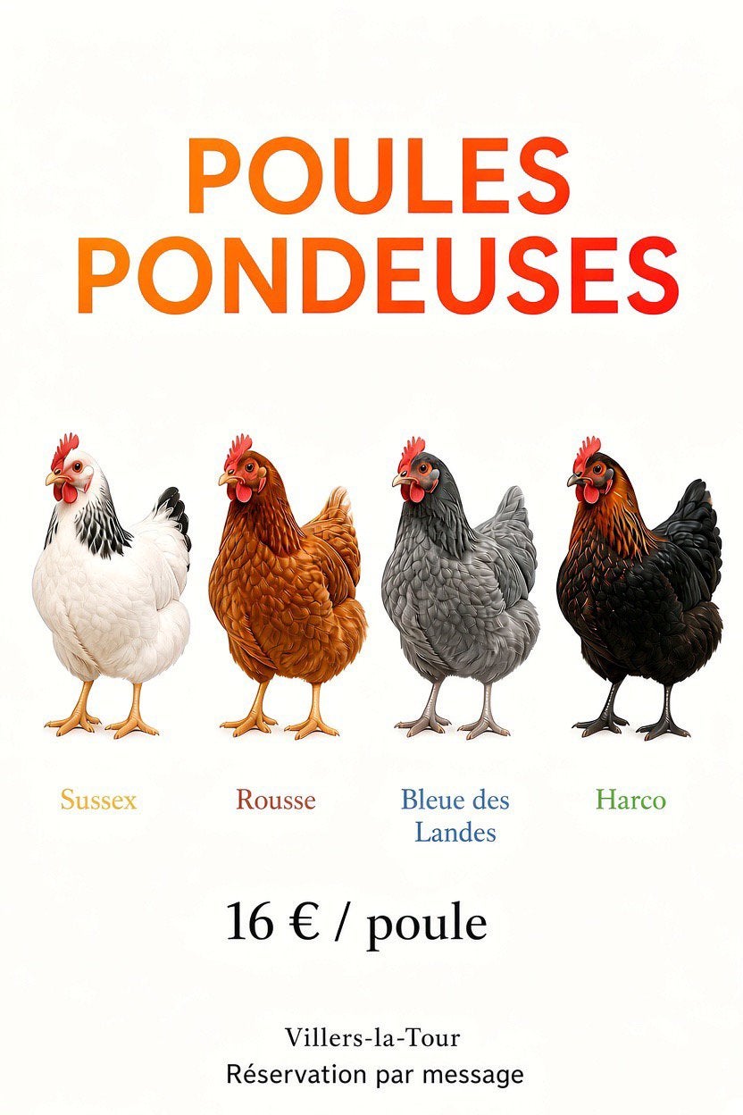 Poules pondeuses, Animaux & Accessoires, Enlèvement