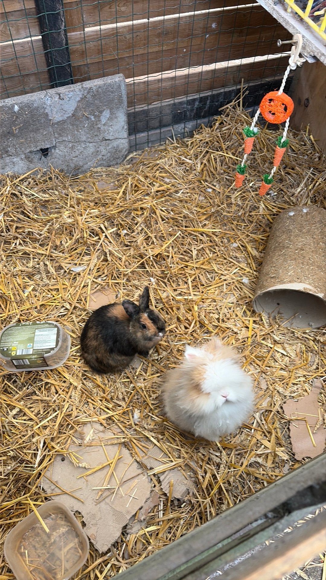 2 konijnen, Dieren en Toebehoren, Meerdere dieren, Dwerg, 0 tot 2 jaar