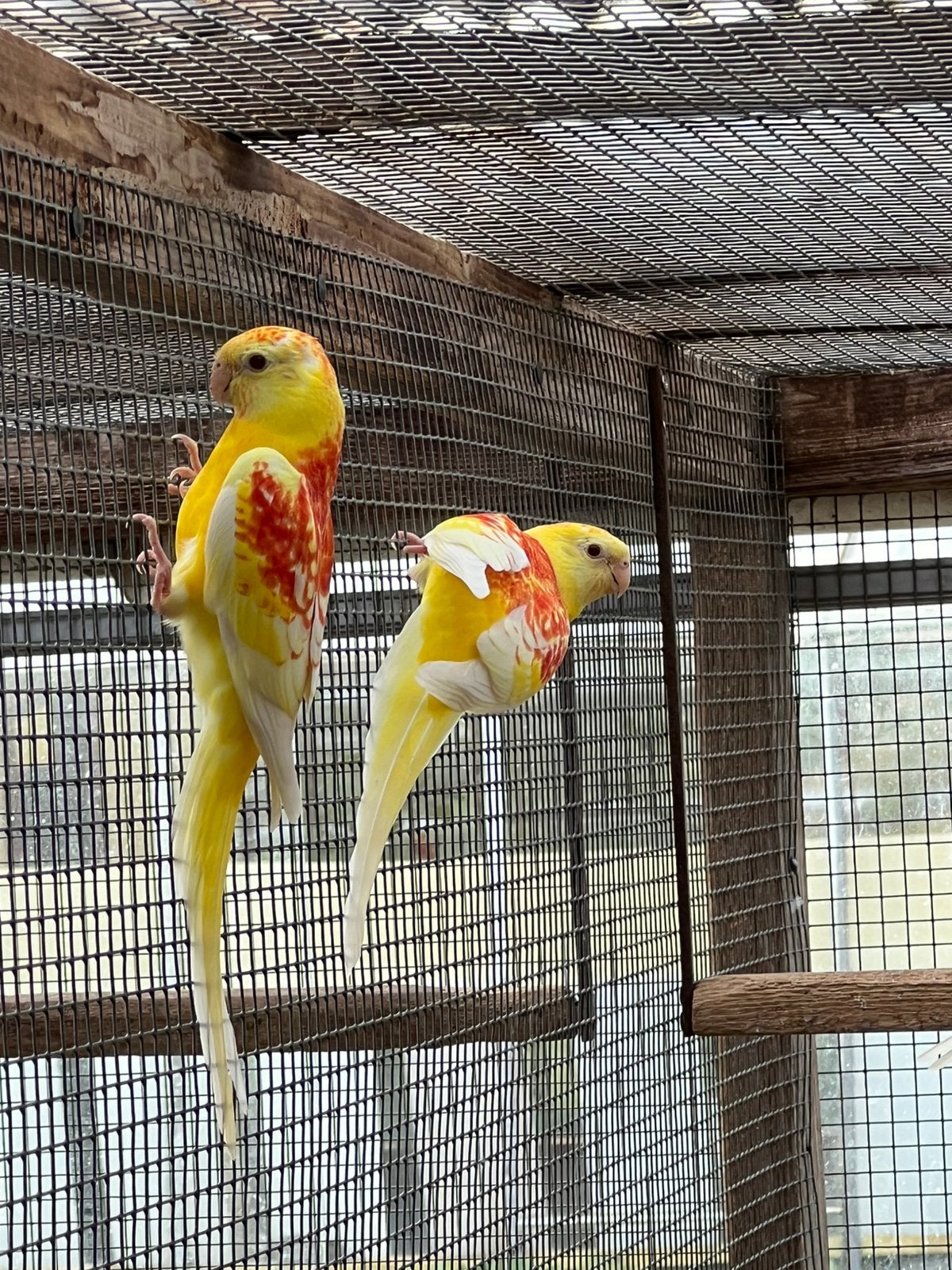 Onverwante koppels roodrug parkieten te koop, Plusieurs animaux, Perruche, Bagué
