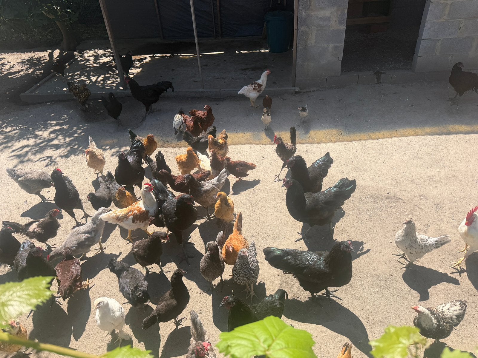 Kippen/hanen, Plusieurs animaux, Poule ou poulet