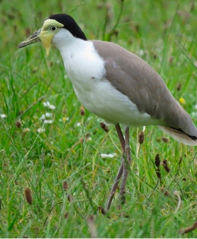 gezocht 1-1 Maskerkieviten, Dieren en Toebehoren, Meerdere dieren