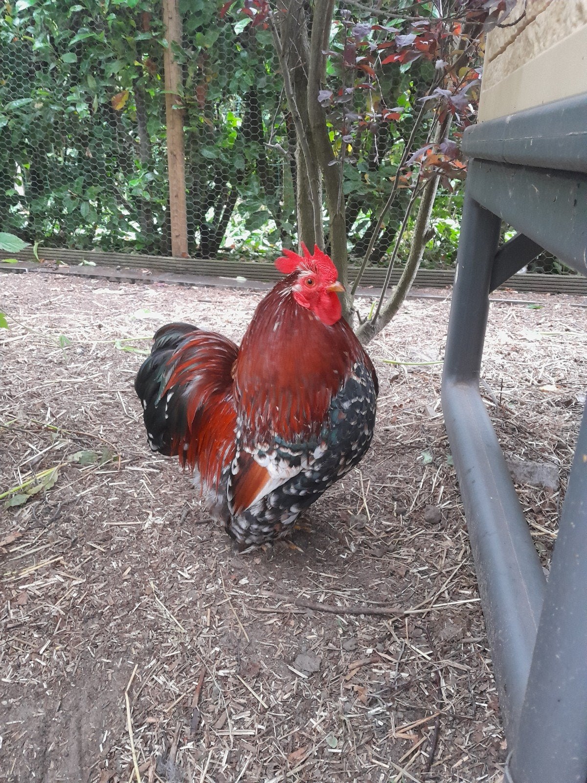 Gratis Cochin haantje, Dieren en Toebehoren, Mannelijk, Kip