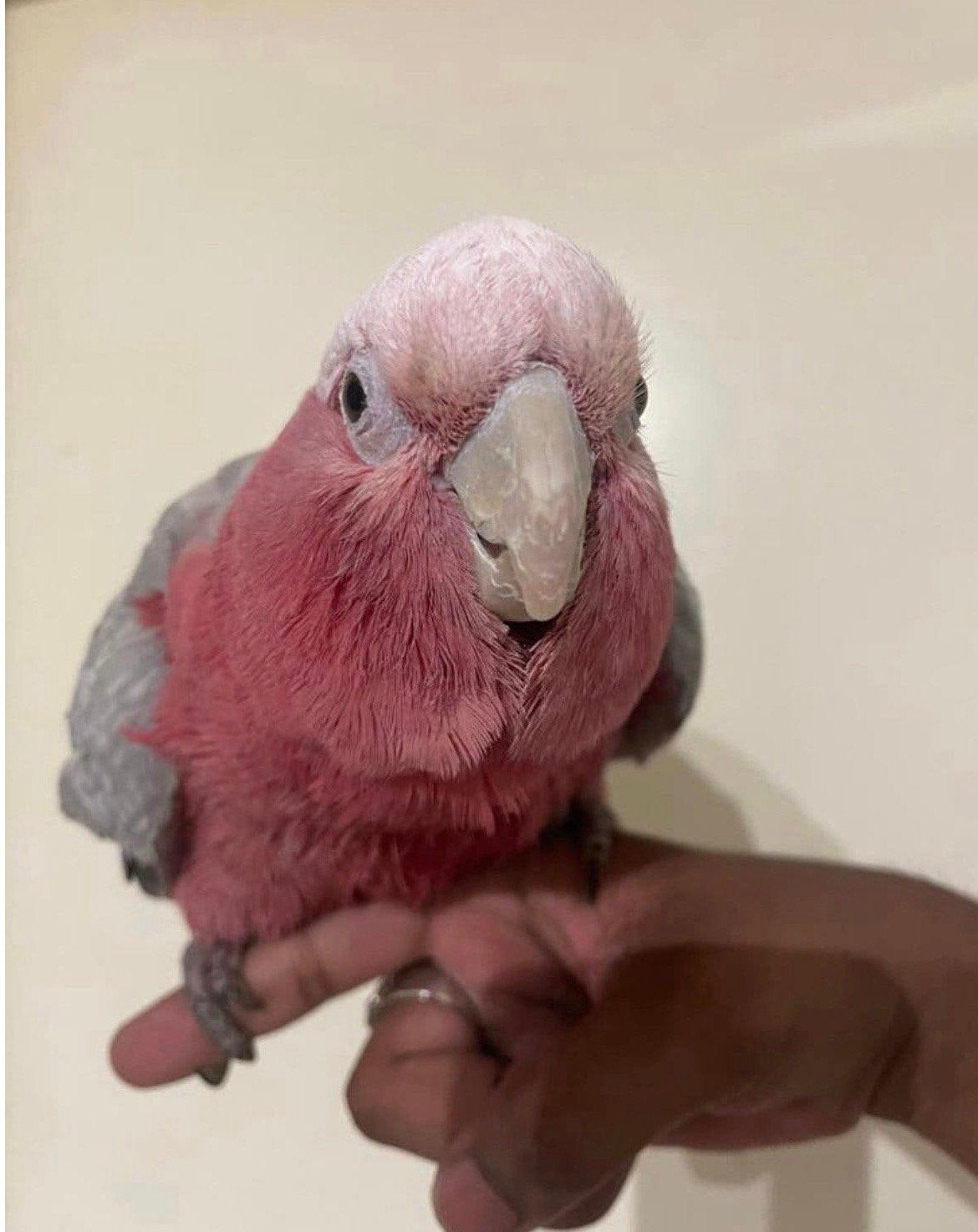 Prachtige Roze Kaketoe man super tam, Animaux & Accessoires, Oiseaux | Perruches & Perroquets, Perroquet, Mâle, Parleur, Domestique
