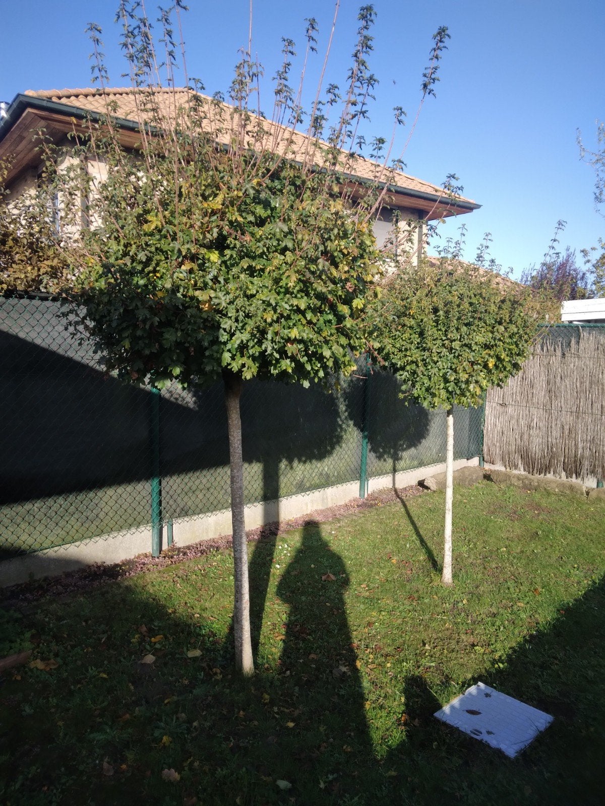 2 branches espagnoles (érables champêtres), Enlèvement