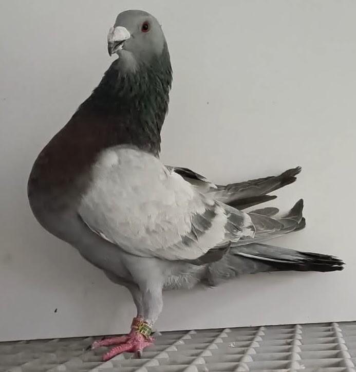 Pigeons Jiennense, Animaux & Accessoires, Oiseaux | Pigeons
