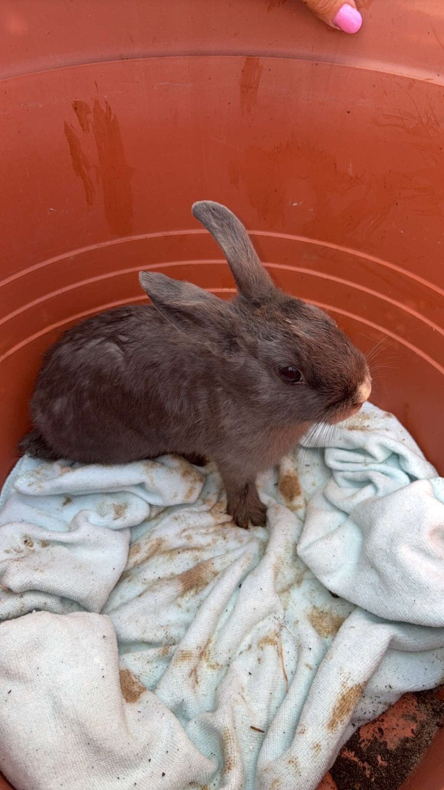 Dwergkonijntjes zoeken nieuwe thuis, Animaux & Accessoires, Lapins, 0 à 2 ans