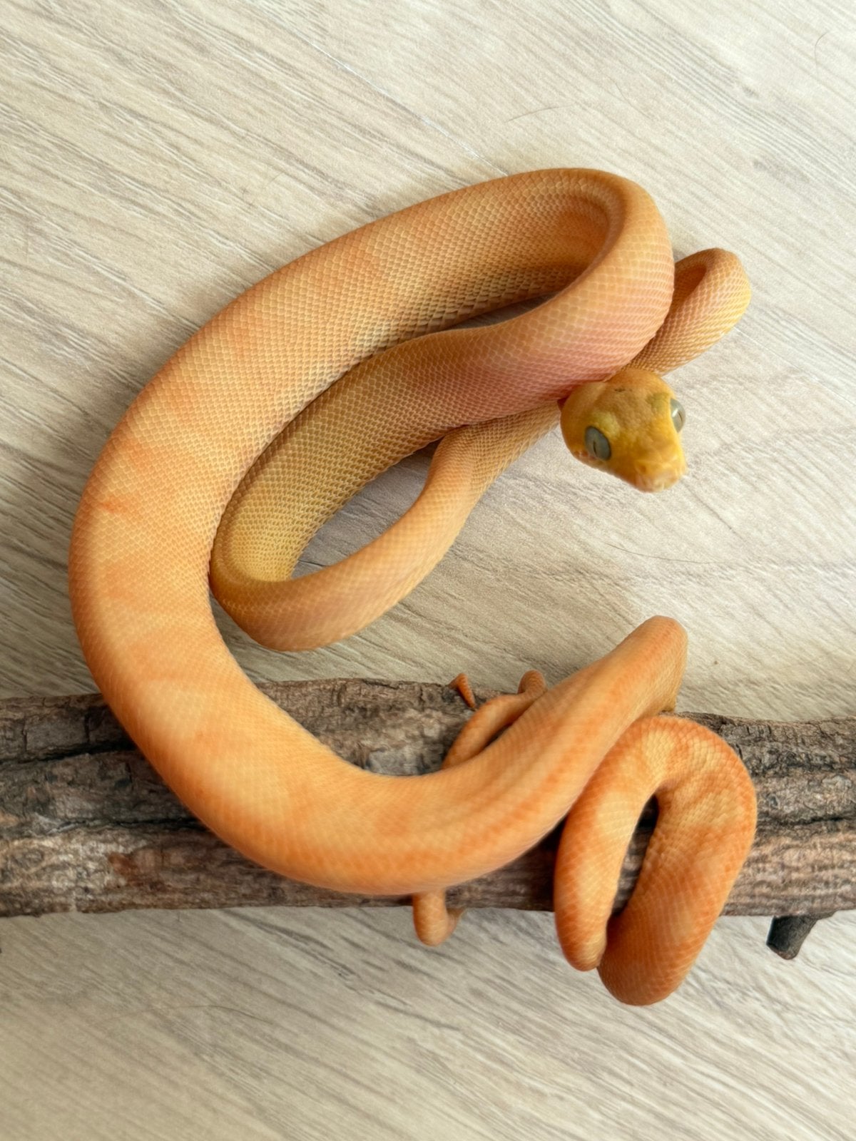 Vrouwelijke Corallus hortulanus cb25, Dieren en Toebehoren, Reptielen en Amfibieën, Slang, Tam, 0 tot 2 jaar