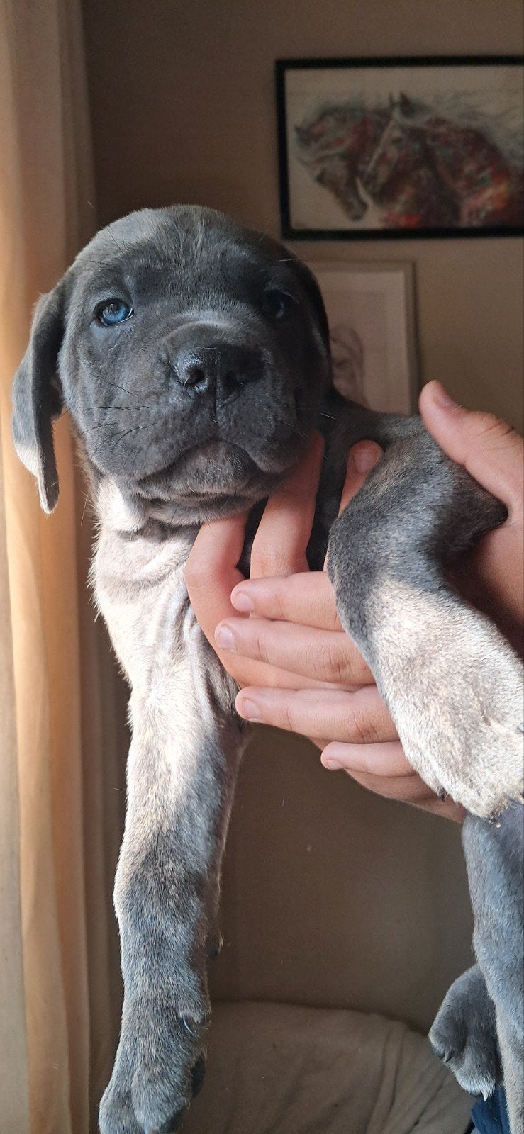 cane corso pups, Dieren en Toebehoren, Honden | Bulldogs, Pinschers en Molossers, België, Fokker | Hobbymatig, CDV (hondenziekte)