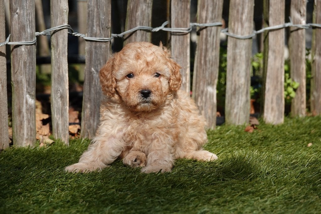 Magnifiques chiots Caniche nain abricot/rouge, avec pedigree, Animaux & Accessoires, Caniche, Maladie de Carré (chiens), Plusieurs