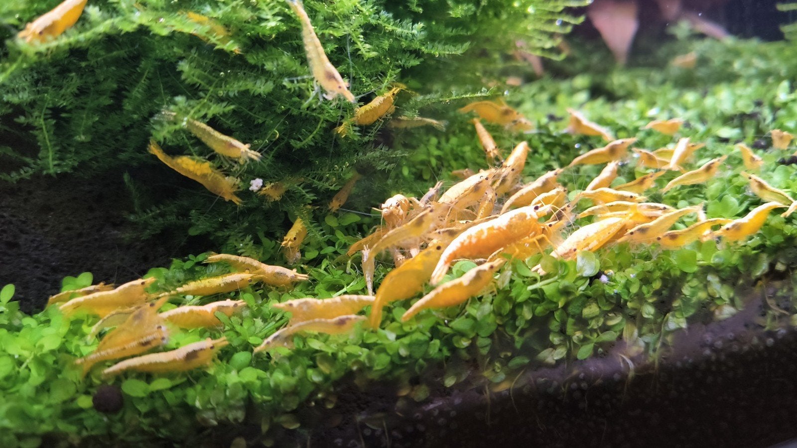 garnalen Yellow Neocaridina garnalen 24K yellow Gold ., Dieren en Toebehoren, Overige soorten
