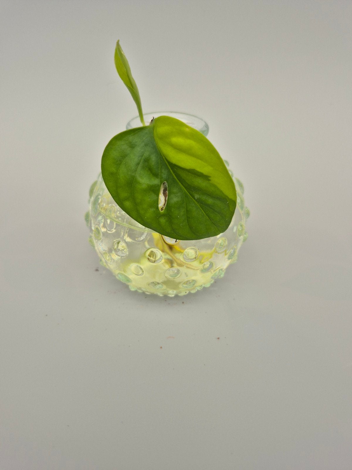 Stekje monstera adansonii aurea variegata, Maison & Meubles, Plantes d'intérieur, Enlèvement ou Envoi