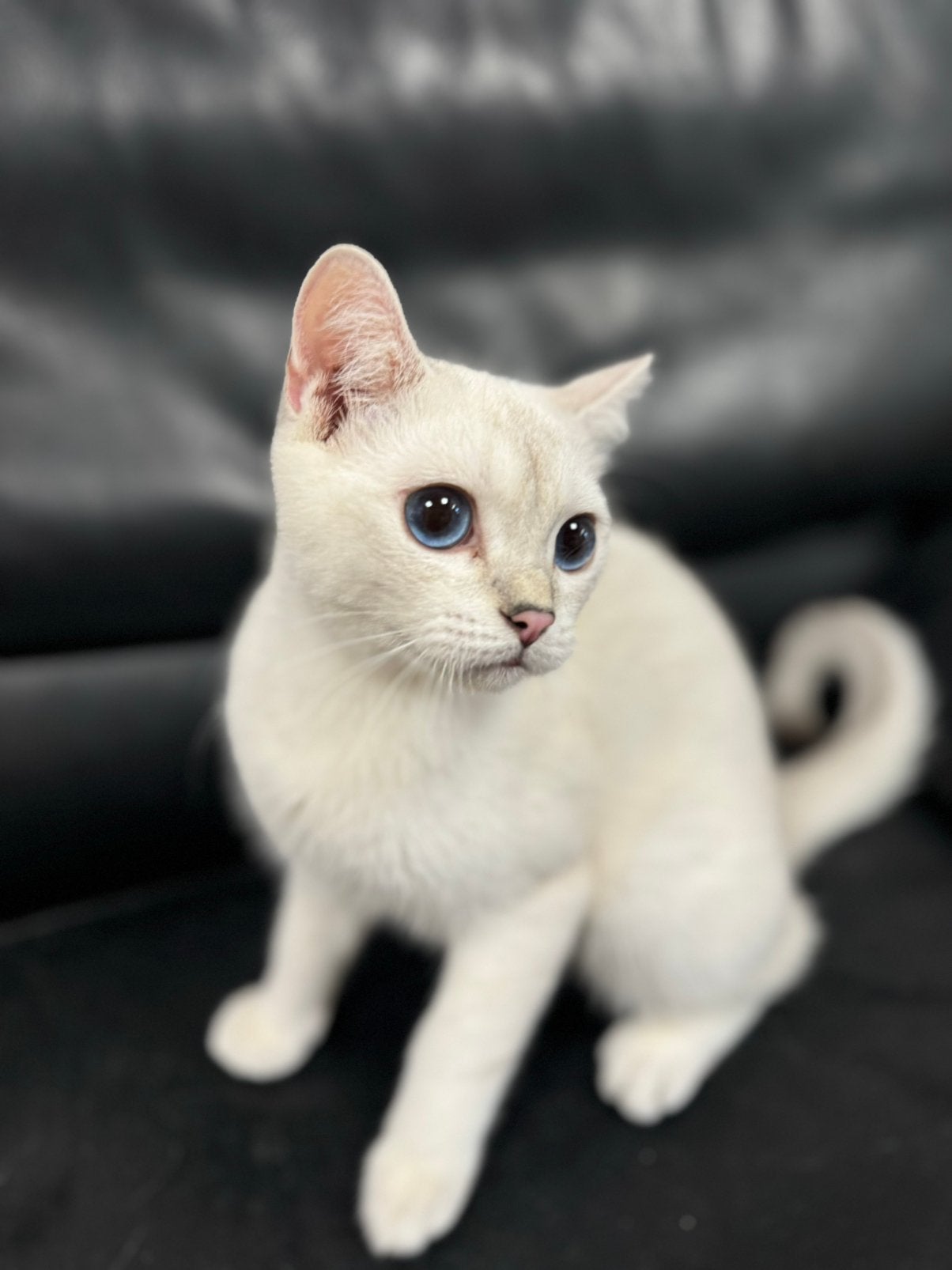 kittens Britse korthaar, Dieren en Toebehoren, Katten en Kittens | Raskatten | Korthaar, Kater, Gechipt, 0 tot 2 jaar