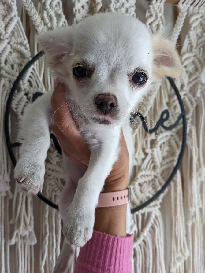 Chihuahua Reu, België, Particulier, 15 weken tot 1 jaar, Reu