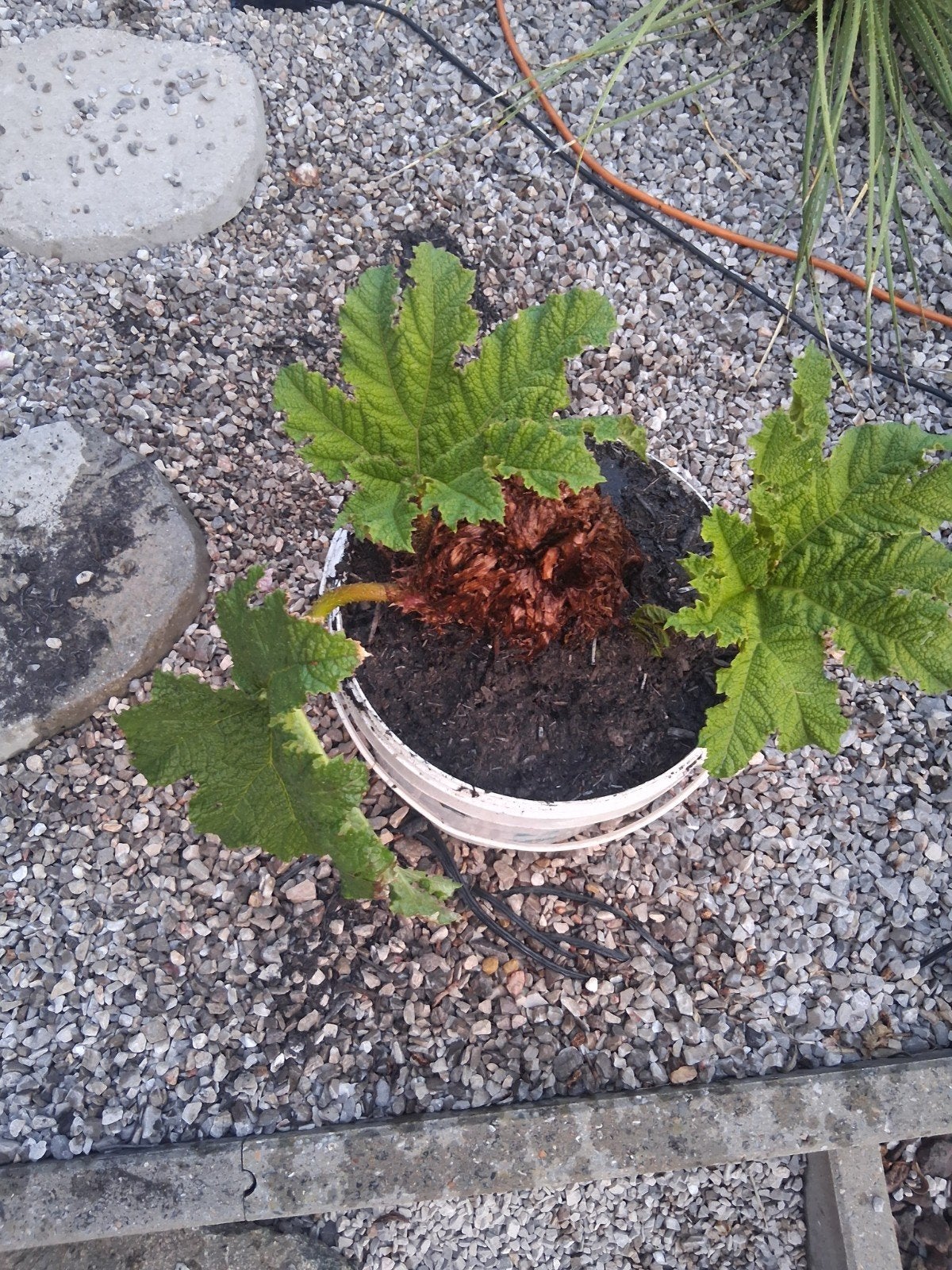 Planten, Ophalen