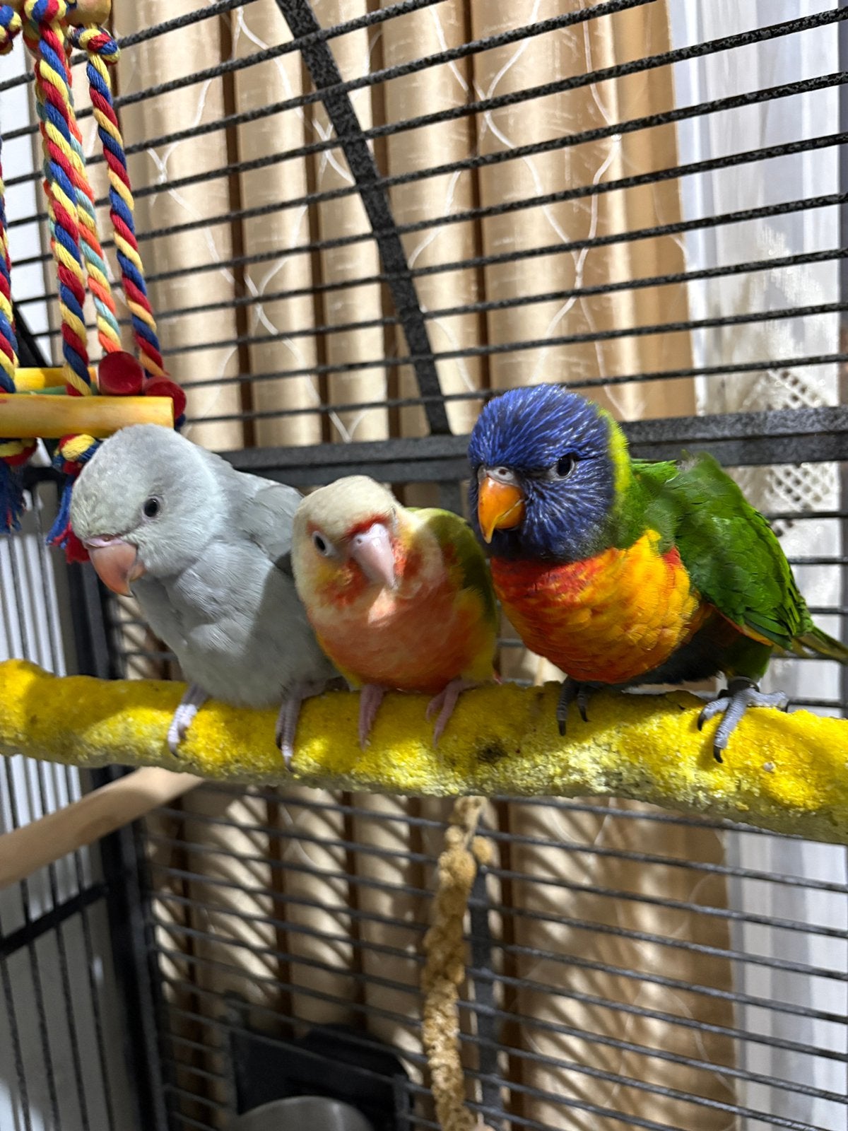 3 perroquets EAM, Dieren en Toebehoren, Vogels | Parkieten en Papegaaien, Geslacht onbekend, Papegaai, Pratend