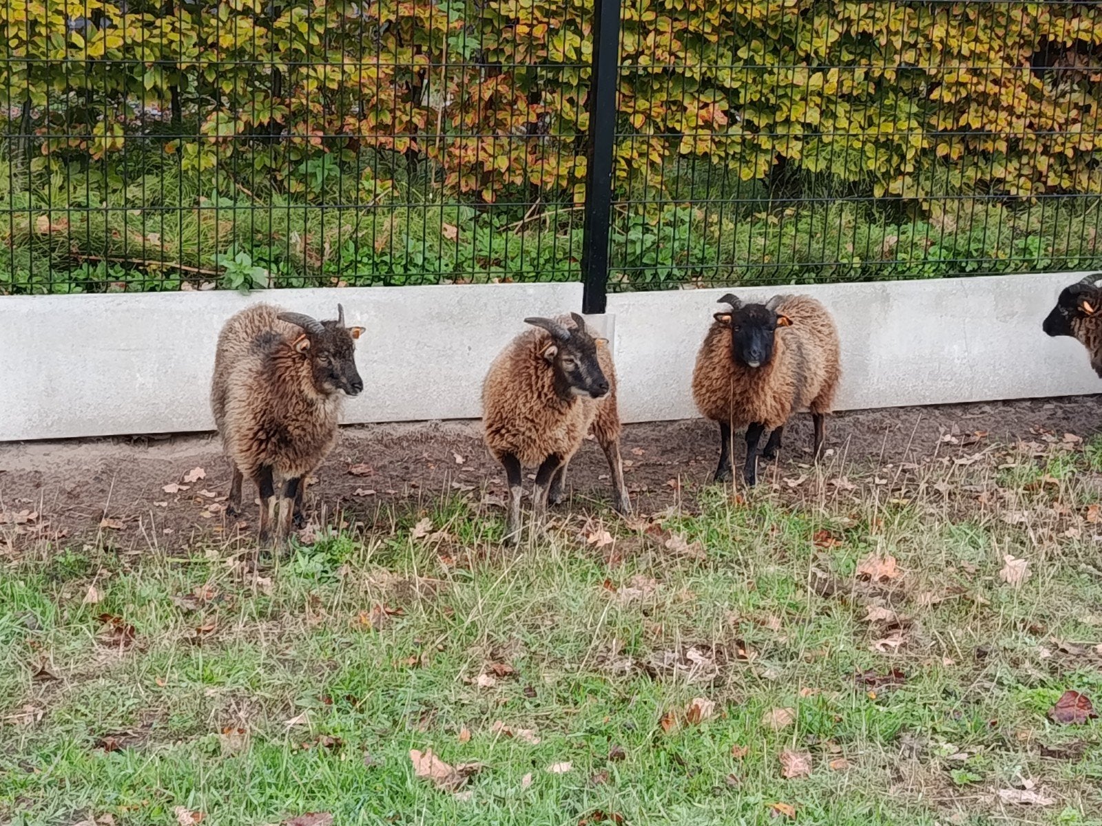 2 soay ooitjes, Dieren en Toebehoren