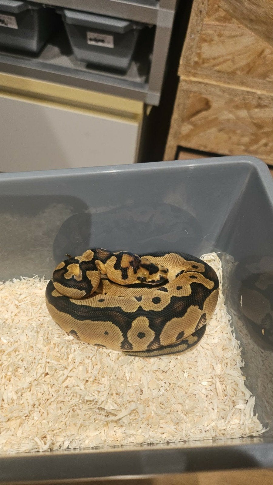 Verschillende Koningspythons Te Koop!, Dieren en Toebehoren, Reptielen en Amfibieën, Slang, Tam, 0 tot 2 jaar