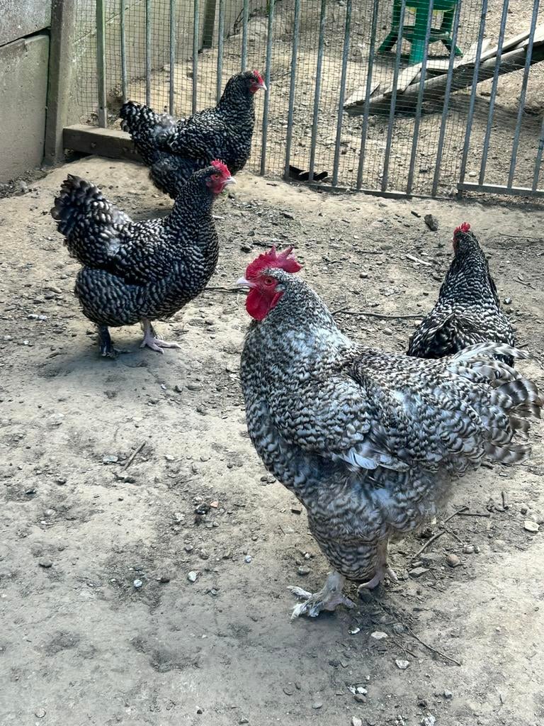 Mechelse koekoek broedeieren, Dieren en Toebehoren