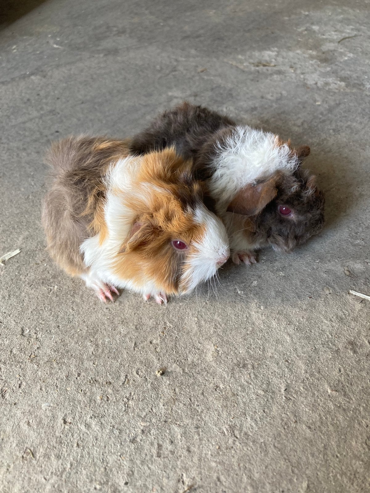 2 langharige cavia beertjes, Augustus, Mannelijk, Cavia
