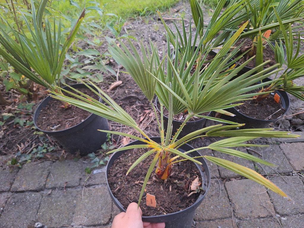6 Chamaerops humulis palmbomen., Tuin en Terras, Ophalen of Verzenden, Lente, Minder dan 100 cm, Palmboom