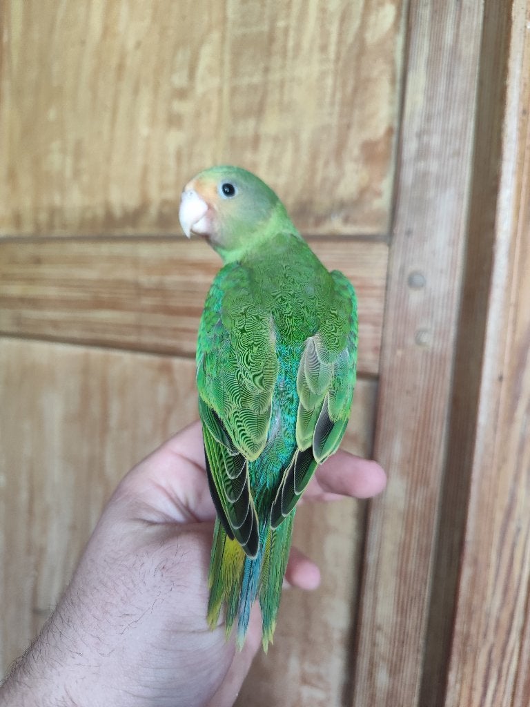 Conure tête de prune eam