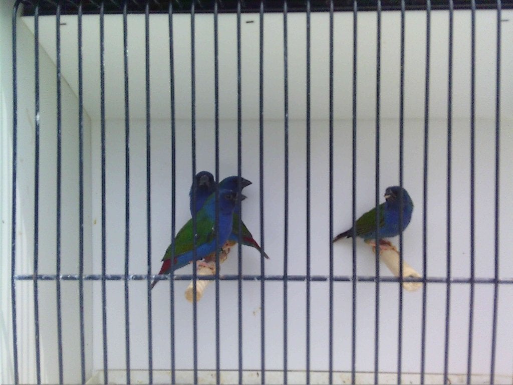4-4 Forbes, Dieren en Toebehoren, Tropenvogel, Geringd