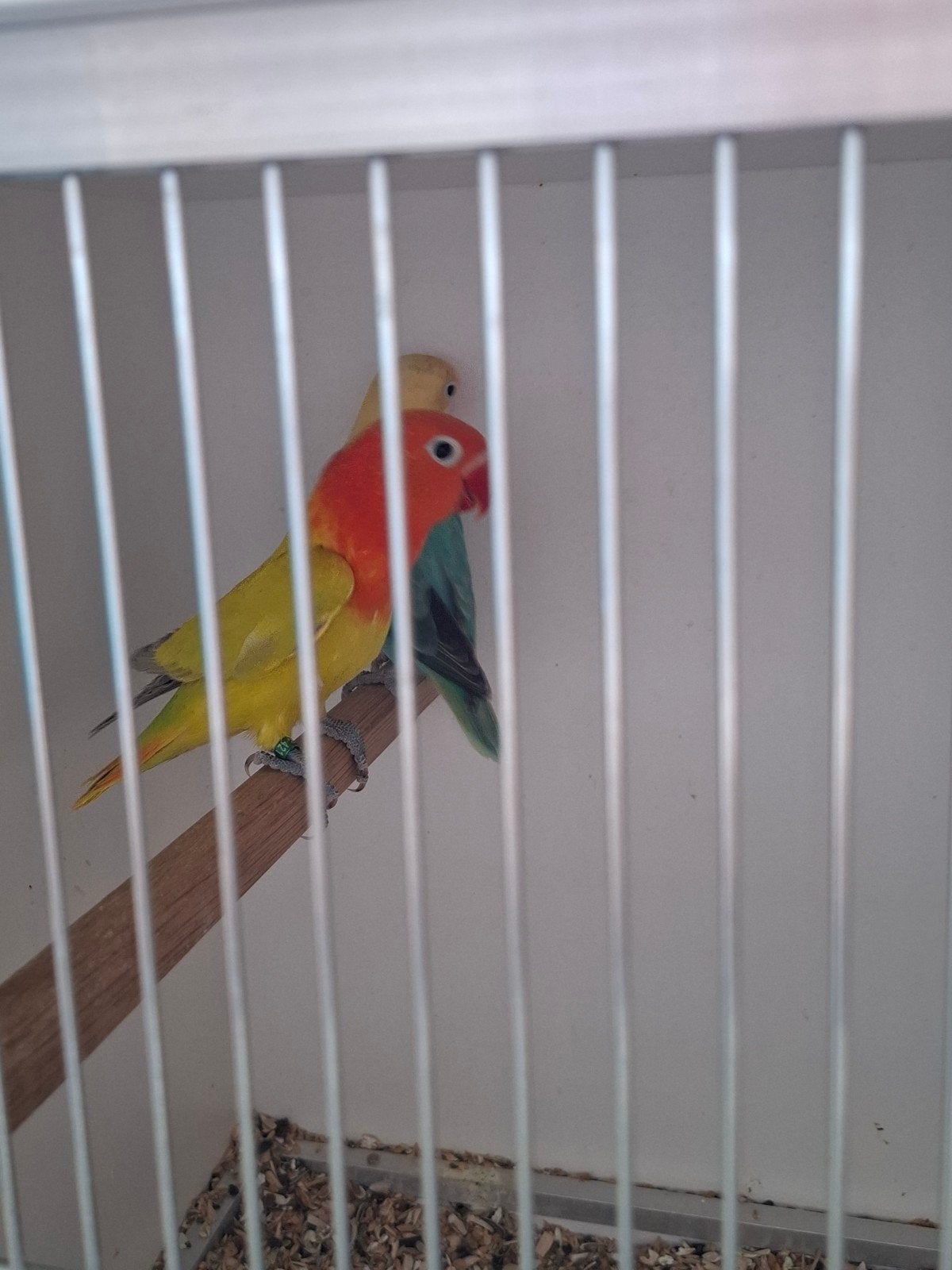 agapornis fisheri jong koppeltje, Bagué