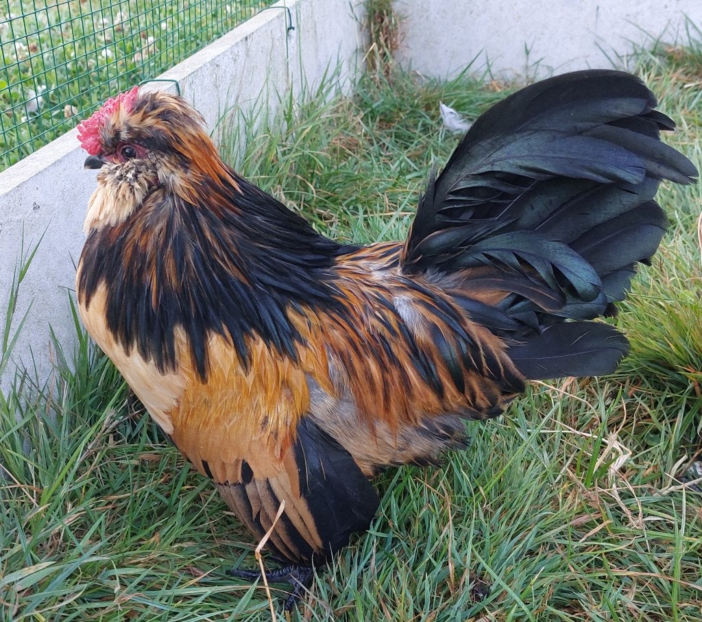 Watermaalse baarkrielen, Plusieurs animaux, Poule ou poulet