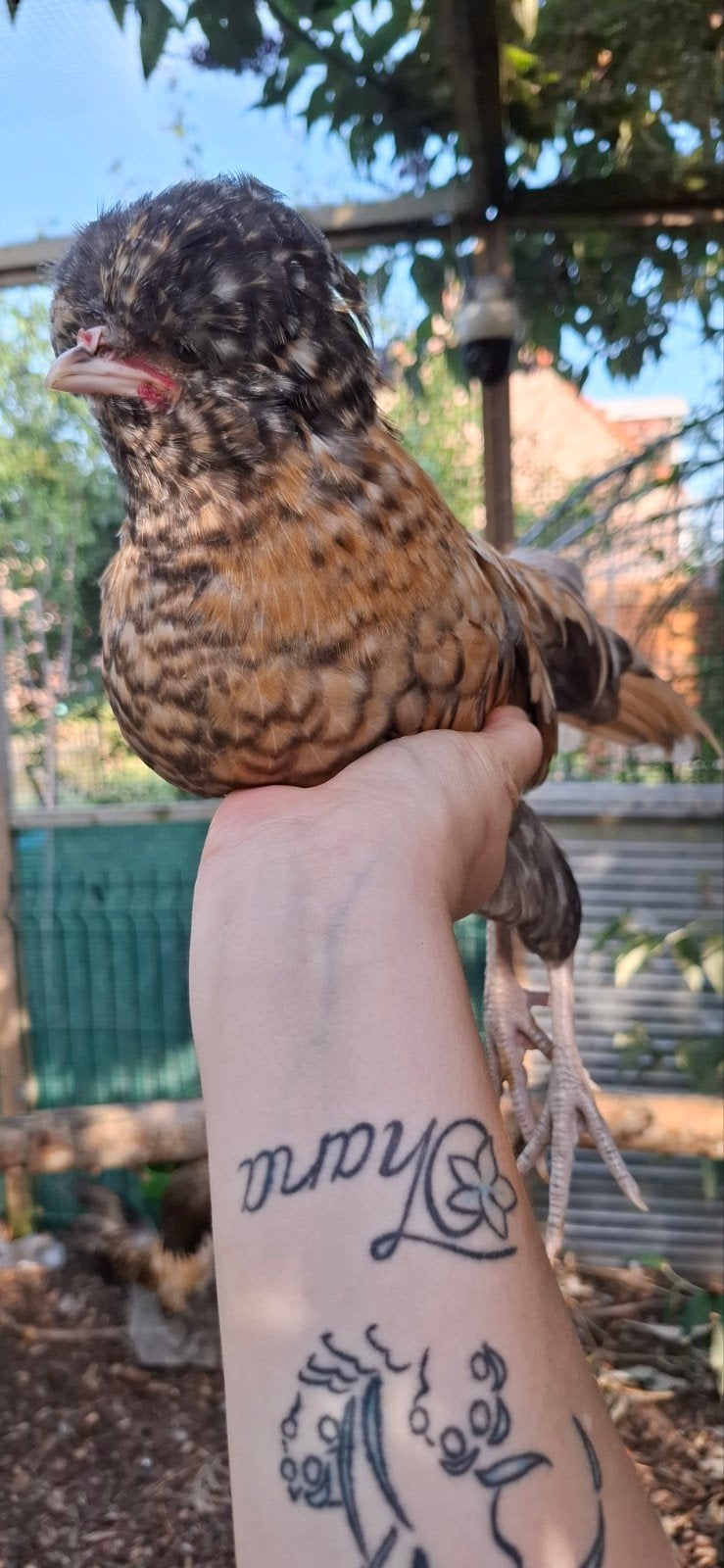 Padua kriel haantje, Dieren en Toebehoren