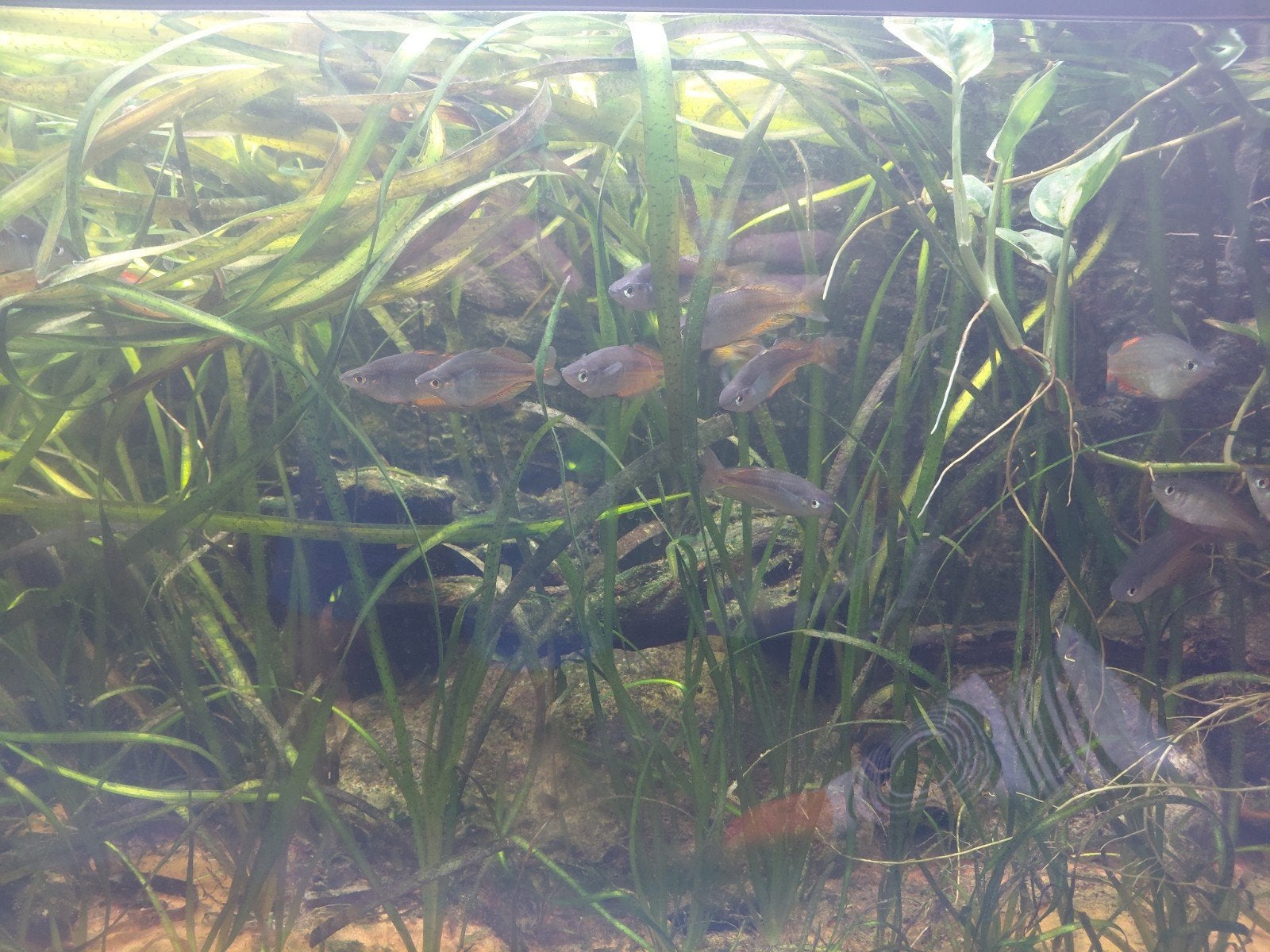 Melanotaenia parkinsoni, Vis, Zoetwatervis, Schoolvis