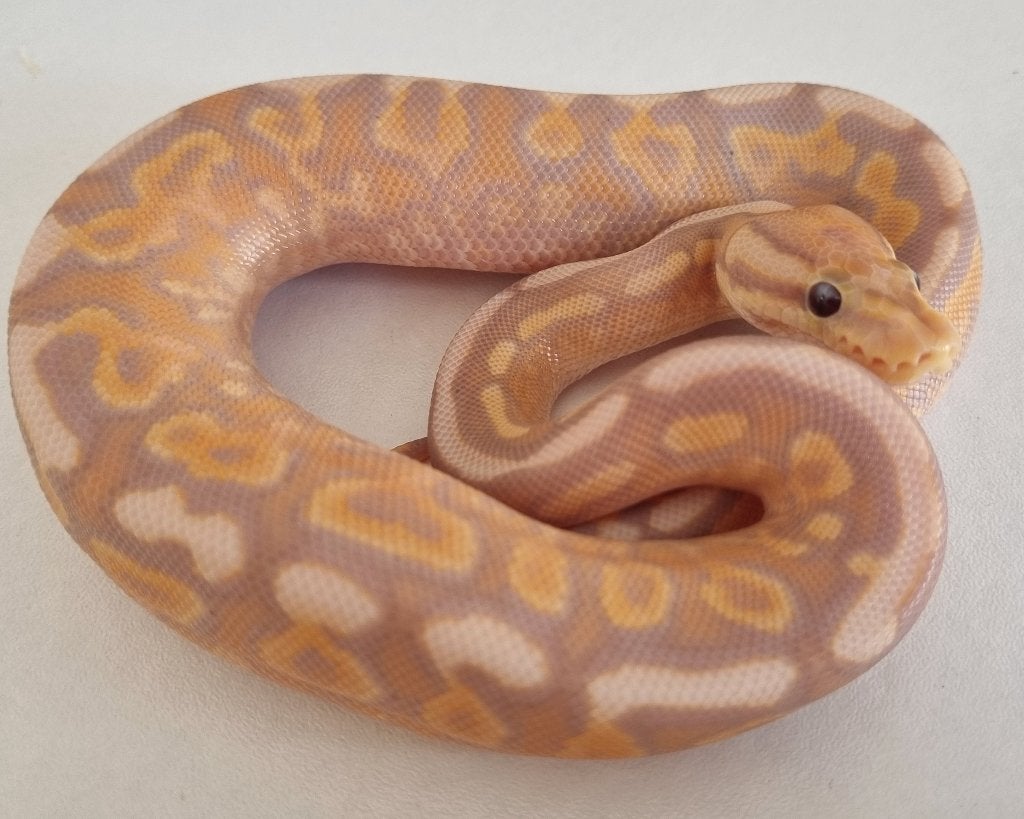 1.0 banana gravel od cinnamon (spotnose) het clown Ball Python photo 3