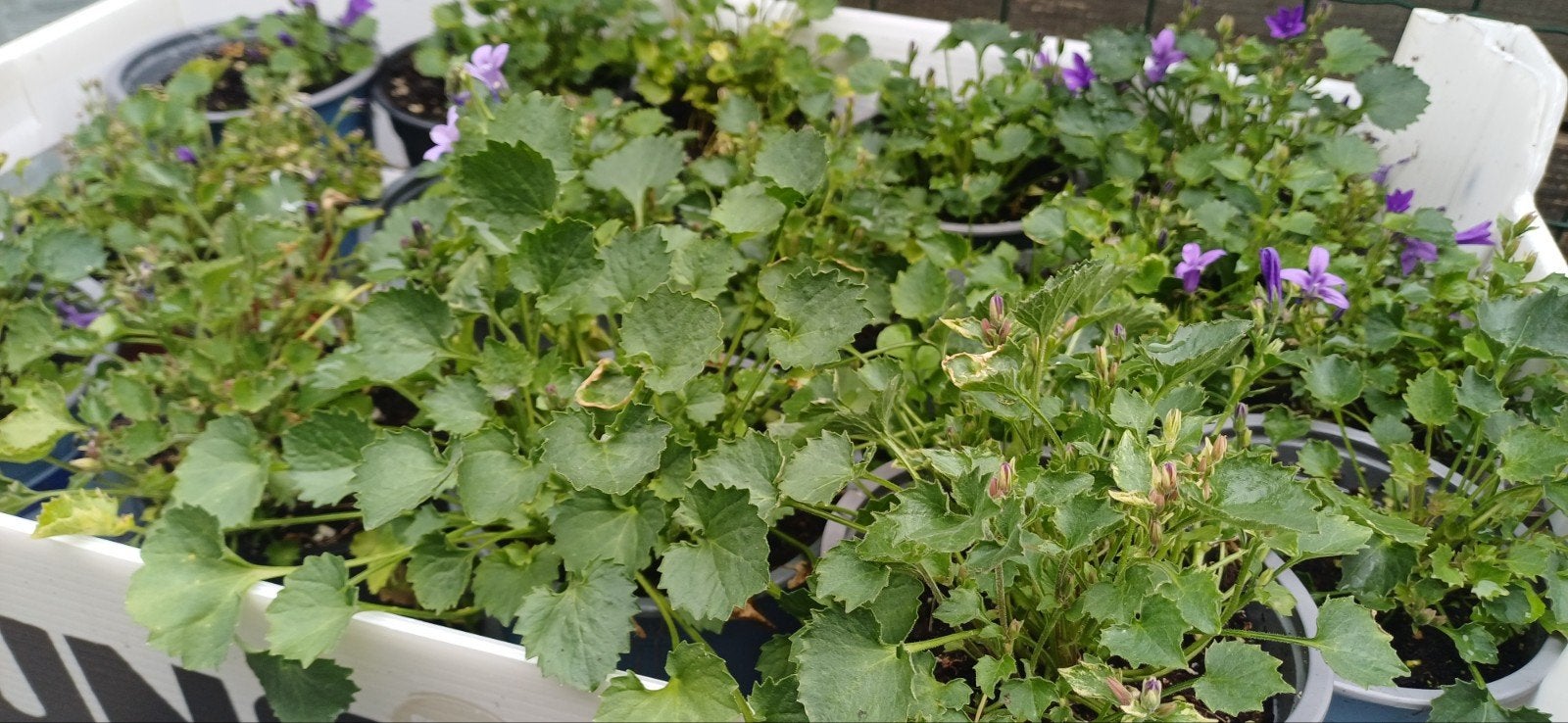 15 Klokjesbloem, meerjarige, hardnekkige klokken, mauve, Tuin en Terras, Ophalen