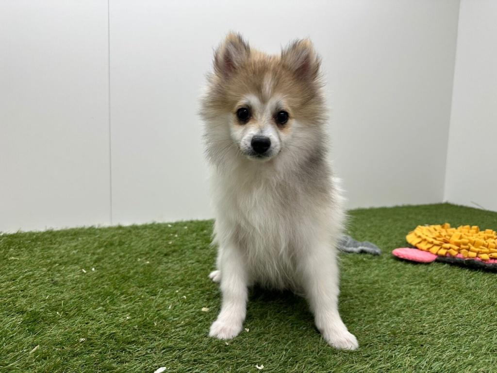 Dwergkeeshond puberpups, België, Keeshond, 15 weken tot 1 jaar, Parvo