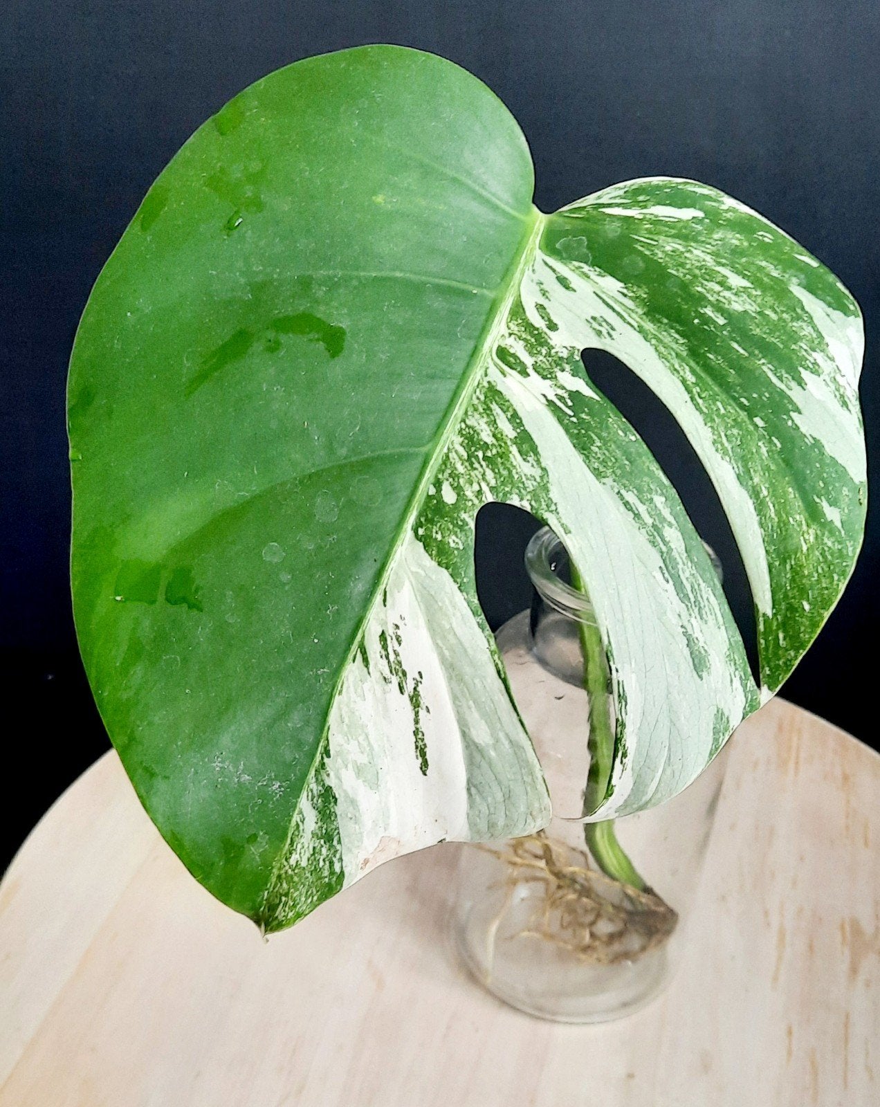 Monstera variegata, Maison & Meubles, Plantes d'intérieur, Enlèvement ou Envoi