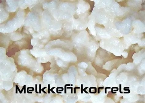 Verse melkkefirkorrels - yoghurtbloempjes - 50 gram, Ophalen
