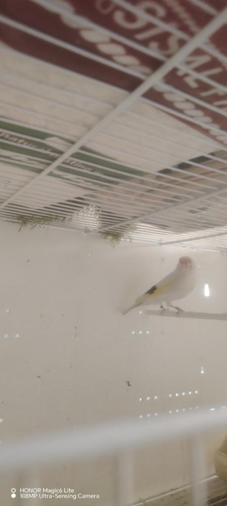 Chardonneret male panaché, Animaux & Accessoires