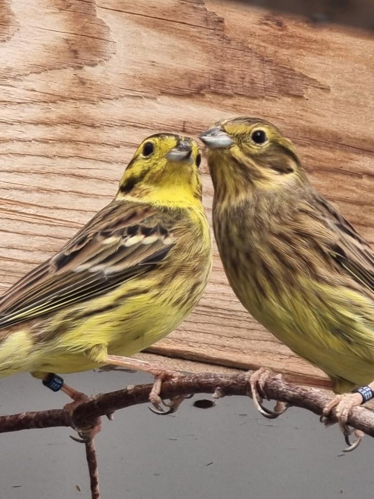 Mâle bruant jaune., Animaux & Accessoires, Oiseaux | Oiseaux Autre, Mâle, Oiseau chanteur sauvage, Bagué