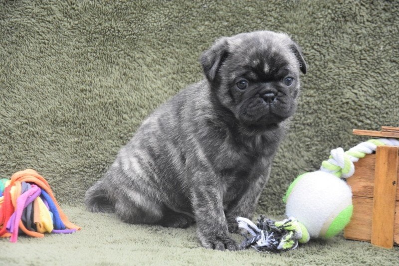 Prachtige Mopshond pup, Maladie de Carré (chiens), Autres races, Plusieurs, Belgique