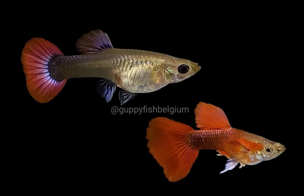 Guppen en endlers, Dieren en Toebehoren, Vis, Zoetwatervis, Schoolvis