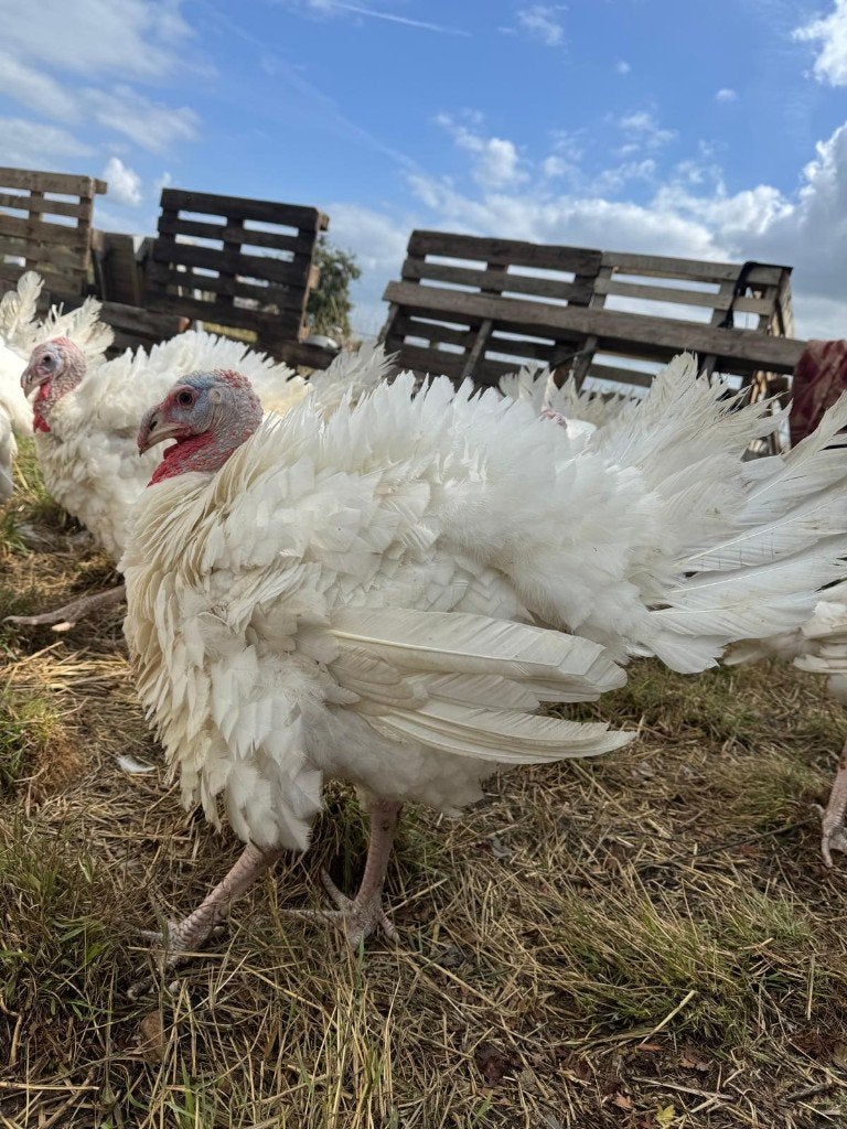 Grote witte kalkoenen (11-14 kg), Dieren en Toebehoren, Meerdere dieren, Kalkoen