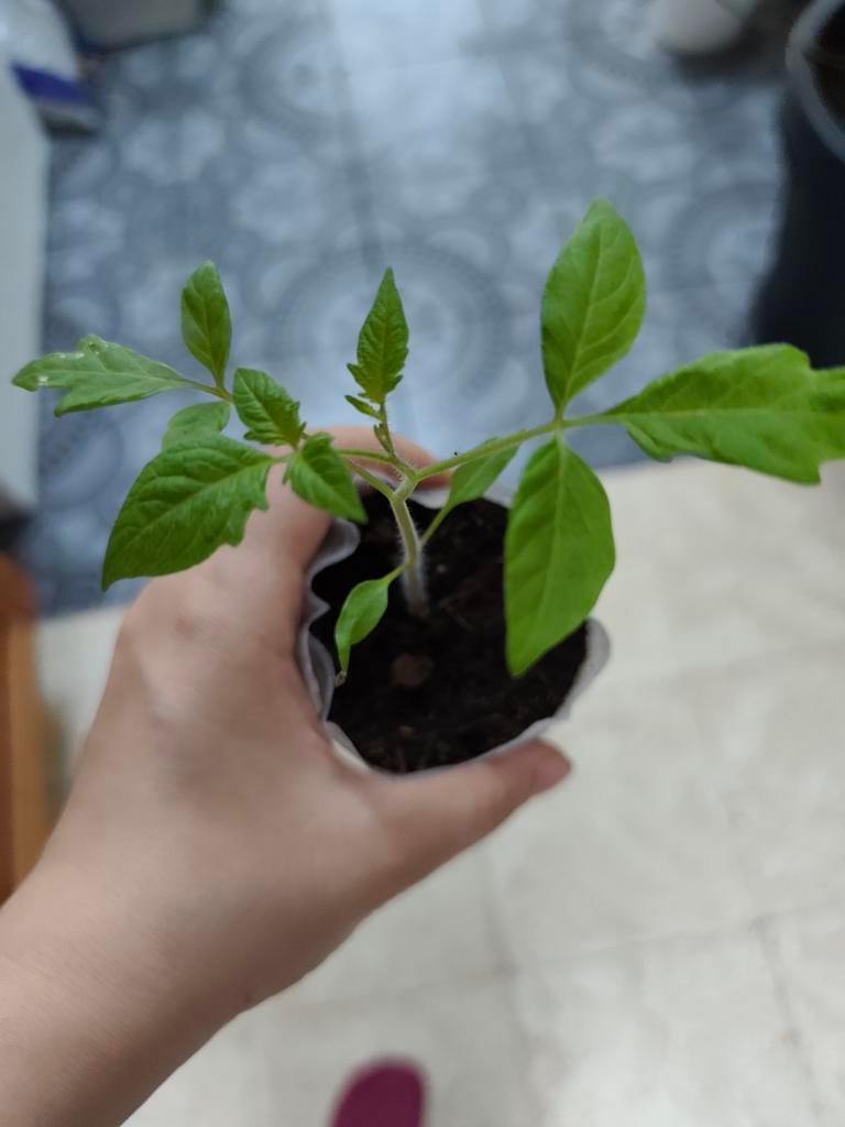 Black Cherry Tomaat Planten, Huis en Inrichting, Kamerplanten, Ophalen