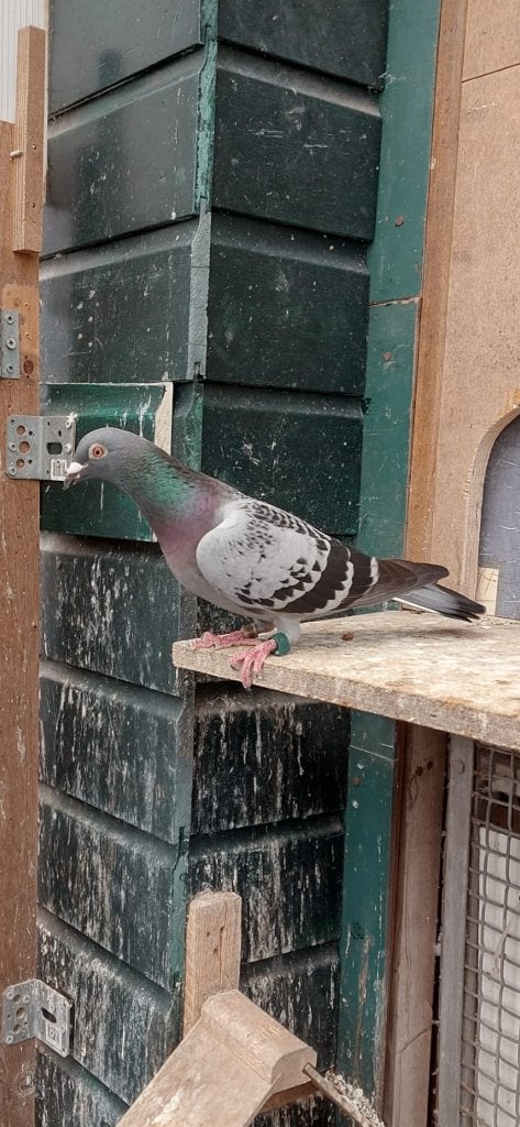 Postduiven Asduif snelheid, Dieren en Toebehoren, Vogels | Duiven, Mannelijk, Postduif