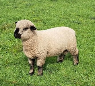 Hampshire down ramlammeren, Dieren en Toebehoren, Schapen, Geiten en Varkens, Mannelijk, Schaap, 0 tot 2 jaar