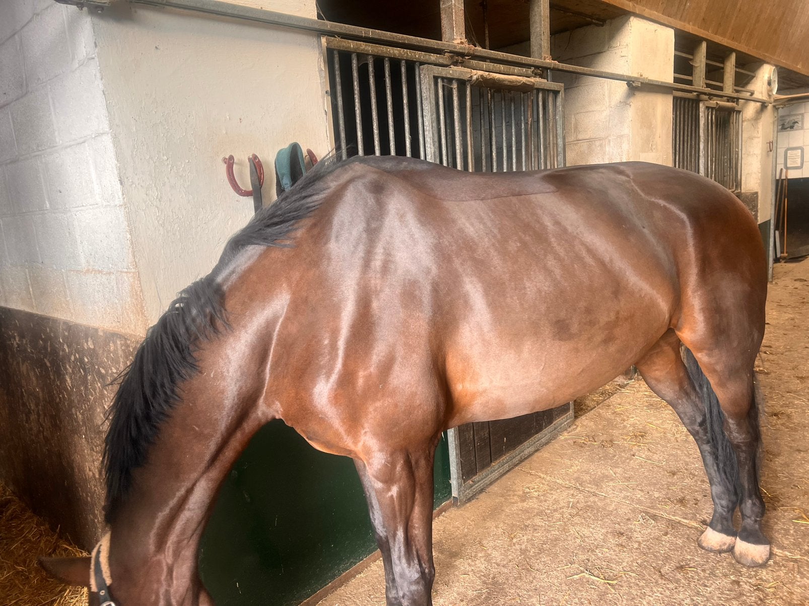 Scheren van pony’s en paarden