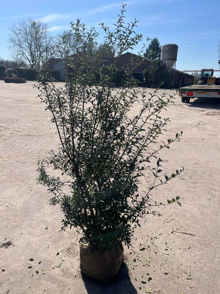 Osmanthus burkwoodii, Ophalen