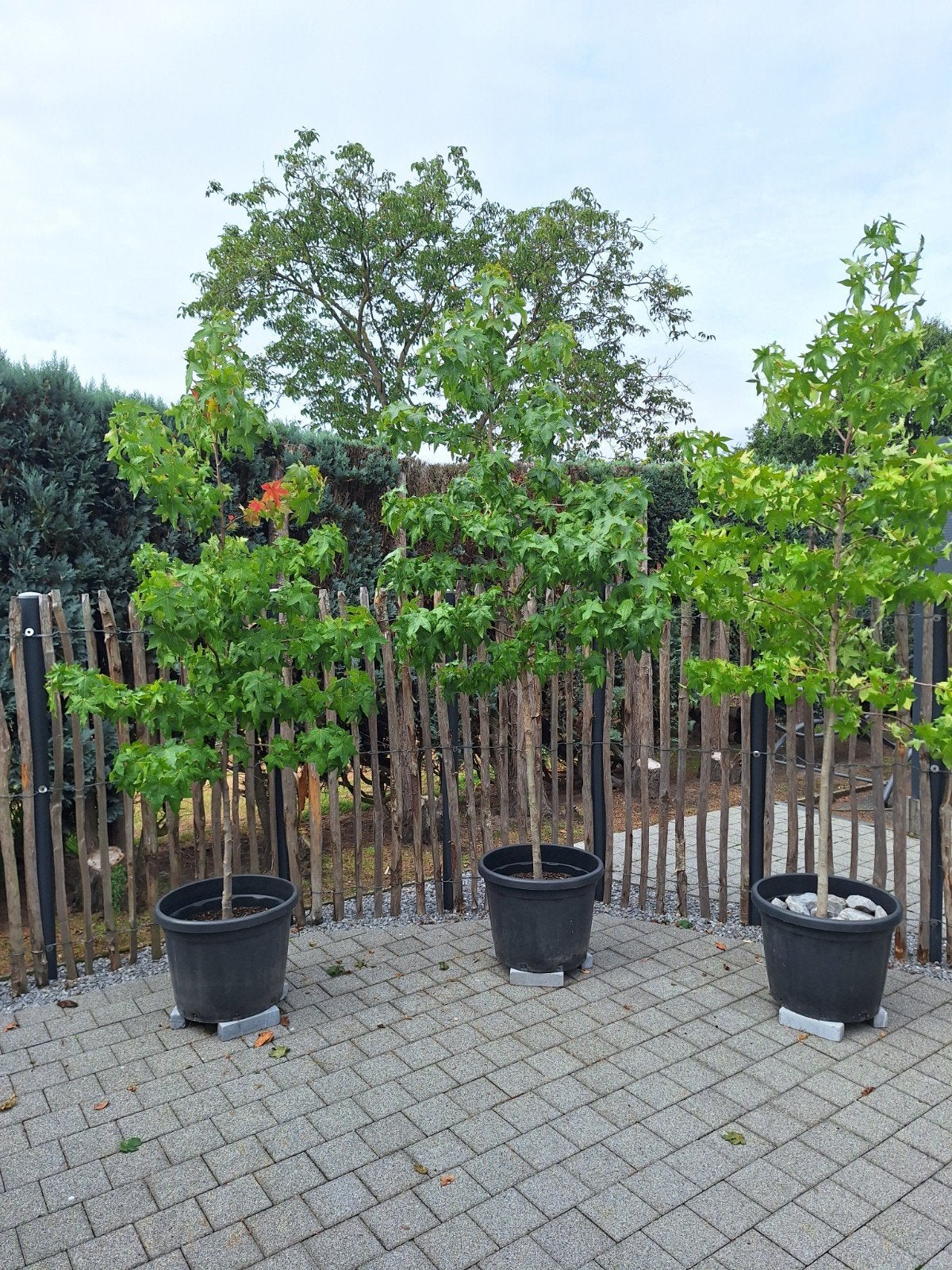 liquidambar Amberboom, Bloeit niet, 100 tot 250 cm, Ophalen, Volle zon