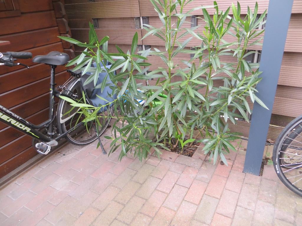 oleander, Tuin en Terras, Volle zon, Vaste plant, Zomer, Ophalen