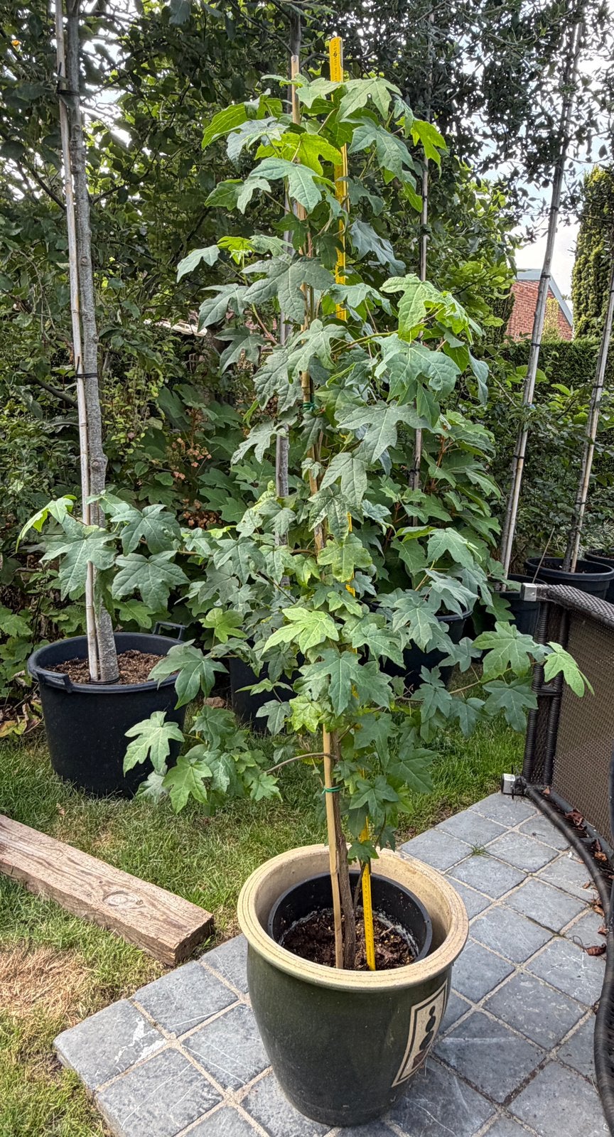 Liquidambar, Ophalen, Halfschaduw